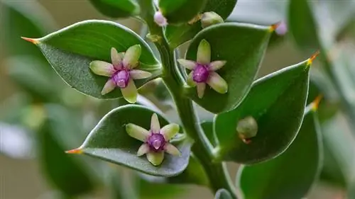 Цветы, рожденные Ruscus aculeatus
