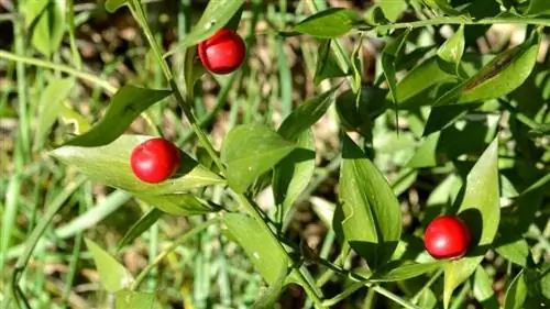 Ruscus aculeatus на Рождество