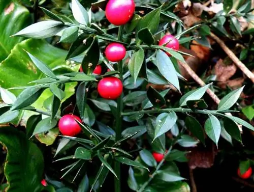 Падуб малый (Ruscus aculeatus)