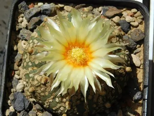 Астрофитум астериас