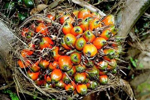 Семена масличной пальмы