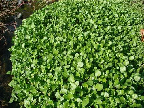 Кресс водяной (Nasturtium officinale)