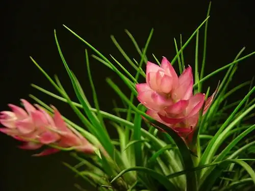 Воздушная гвоздика (Tillandsia stricta)