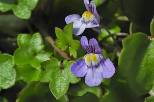 Трава колокольни (Cymbalaria muralis)