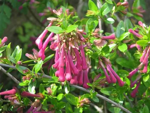 Абелия (Abelia floribunda)
