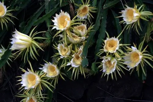Цветки Hylocereus undatus или питахайи белые и крупные.