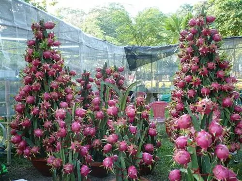 Hylocereus undatus или питахайя, растение, полное фруктов