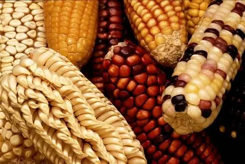 выращивать и собирать сладкую кукурузу