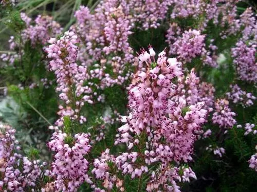 Erica multiflora имеет маленькие розовые цветки.