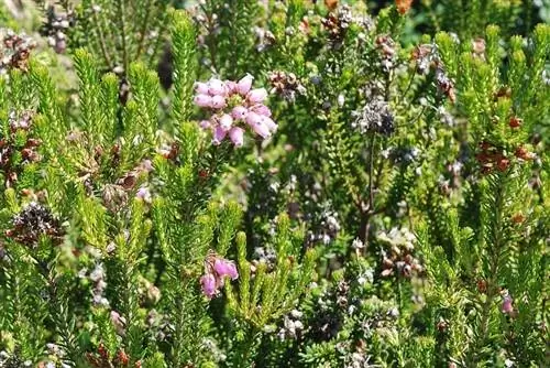 Вид на растение Erica multiflora