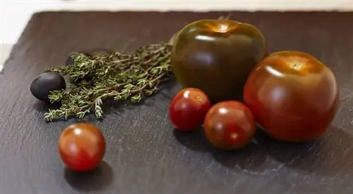 Свойства томата Кумато