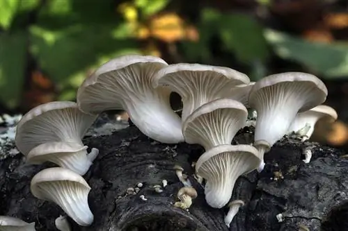 Pleurotus ostreatus, который также получает названия вешенки в форме вешенки или вешенки.