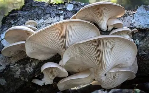 Характеристики Pleurotus ostreatus