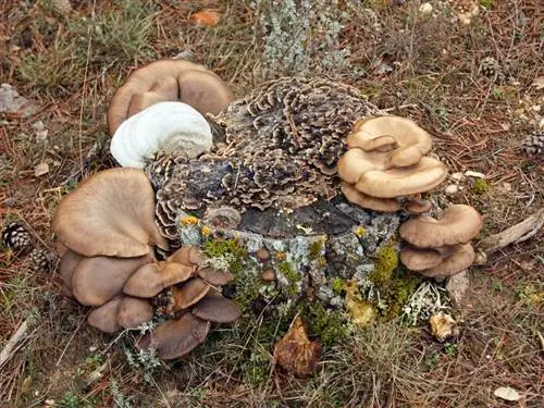Свойства Pleurotus ostreatus