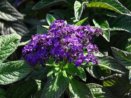 Вид на Heliotropium peruvianum