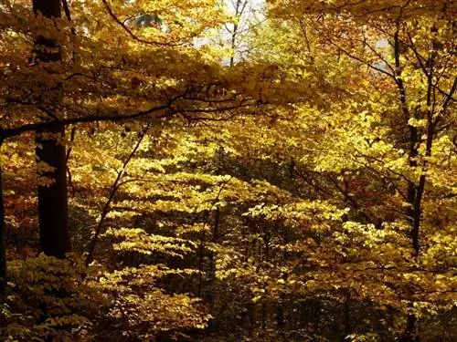 Fagus sylvatica (бук) осенью. Fagus sylvatica (бук) осенью.