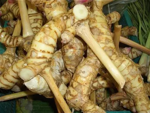корни калгана