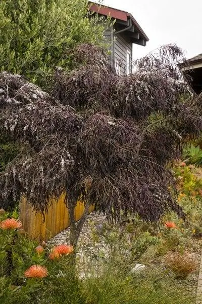 Agonis flexuosa 'После наступления темноты'
