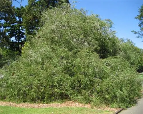 Мятное дерево (Agonis flexuosa)