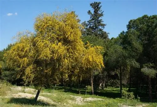 Акация Салигна