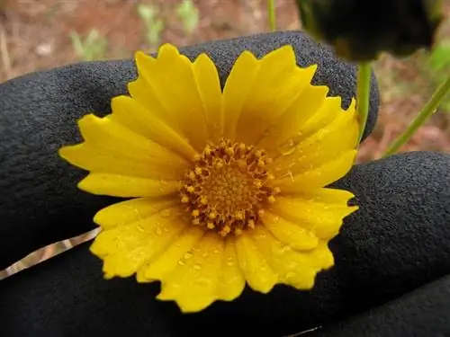Характеристики Coreopsis lanceolata