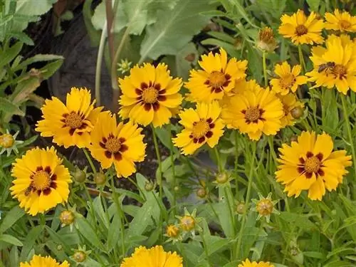 Кореопсис (Coreopsis lanceolata)