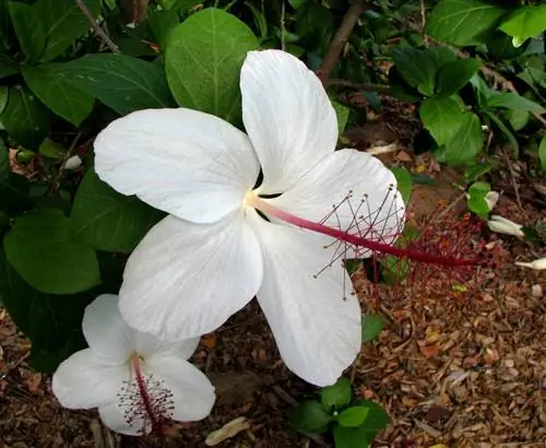 Гибискус Арнотта (Hibiscus arnottianus)