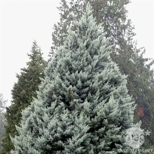 Кипарисовик аризонский (Cupressus arizonica 'Glauca')