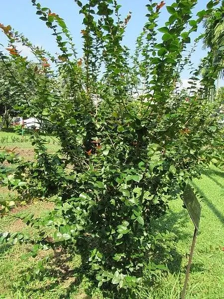 Eugenia uniflora можно держать на полном солнце или в полутени.