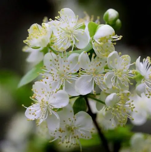 Цветки Eugenia uniflora белые.