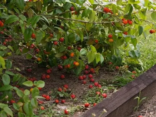 Eugenia uniflora - кустарник, дающий интересный оттенок.
