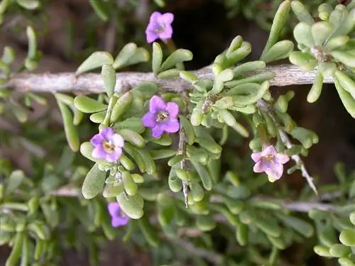 Выращивание Lycium intricatum Выращивание Lycium intricatum