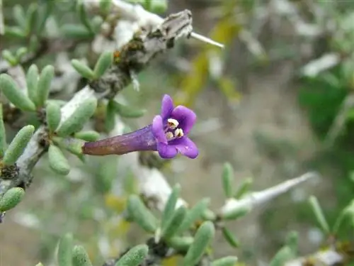 Камбронера (Lycium intricatum)