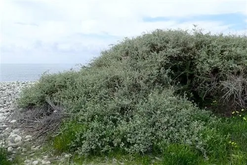 атриплекс халимус