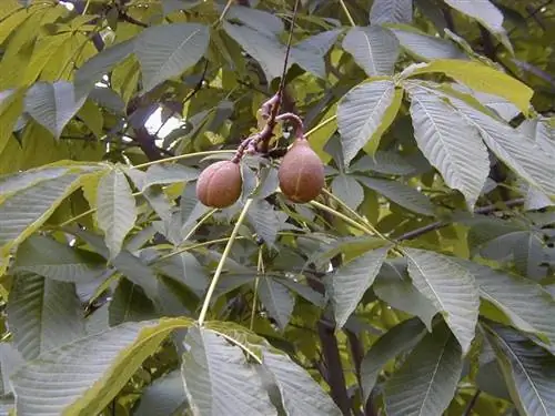 Плоды Aesculus turbinata Плоды Aesculus turbinata