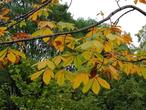 Aesculus turbinata осенью. Aesculus turbinata осенью.