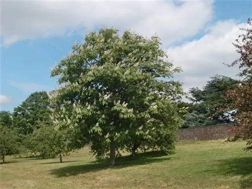 Ложный каштан японский (Aesculus turbinata)