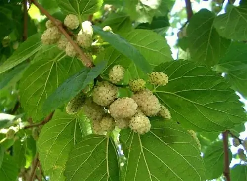 белая шелковица