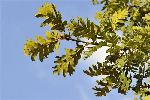 Quercus pyrenaica листья Quercus pyrenaica листья