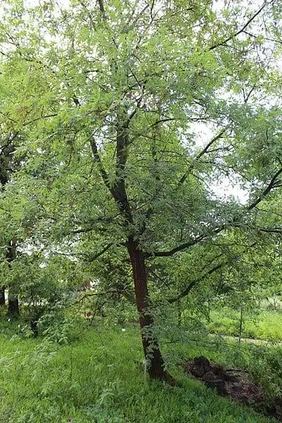 Вид на дерево Quercus pyrenaica Вид на дерево Quercus pyrenaica