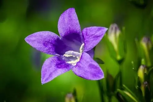 Campanula carpatica (колокольчики)