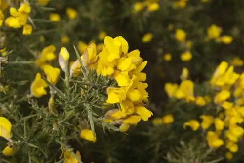 Ulex europaeus или токсорастение Ulex europaeus или токсорастение