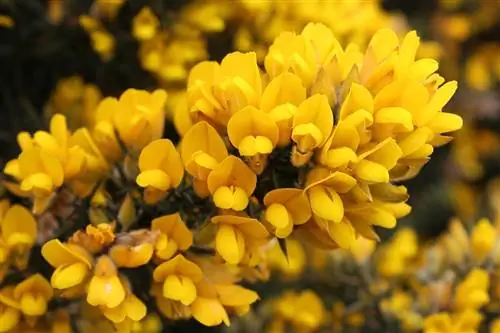 Растение токсо (Ulex europaeus)
