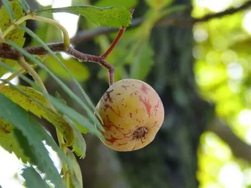 Плоды Mespilus germanica