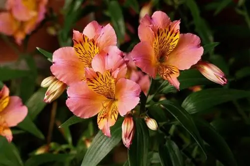 Цветы Alstroemeria aurea 'Saturne' прекрасны, пастельно-розового цвета.