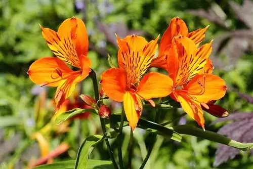 Цветки Alstroemeria aurea 'Orange King' оранжевые.