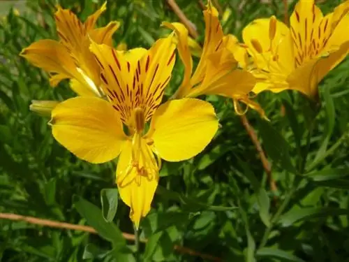 Цветки Alstroemeria aurea 'Peruvian Lily' желтые.