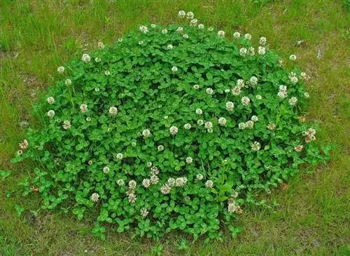 Белый клевер или Trifolium repens