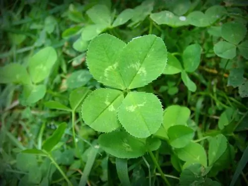 Белый клевер (Trifolium repens)