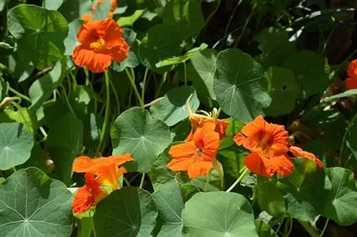 Tropaeolum majus, более известный как настурция